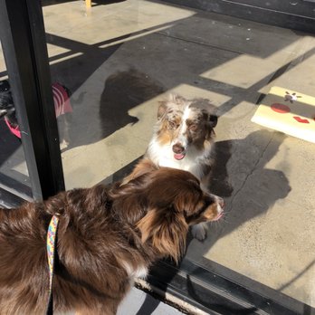 Pono's Pooch Spa - Sisters who love Sammy! - Pet Groomers Near Me - Hawthorne, California
