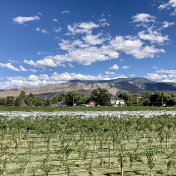 Carboy Winery - Vineyard - Wineries Near Me - Palisade, Colorado Carboy Winery - Vineyard - Wineries Near Me - Palisade, Colorado