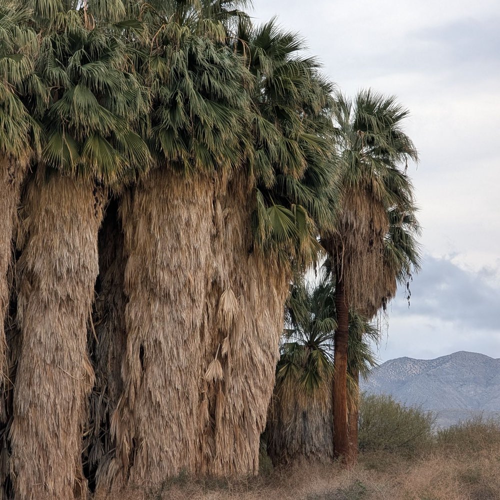 Coachella Valley Preserve - Gorgeous palm oasis you can walk inside of - Hiking Near Me - Thousand Palms, California Coachella Valley Preserve - Gorgeous palm oasis you can walk inside of - Hiking Near Me - Thousand Palms, California
