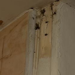 The Angel Hotel - Bathroom Ceiling