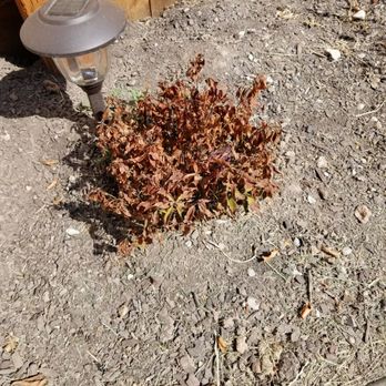 Bell Sprinkler & Landscape Management Inc - a small pile of dead leaves next to a garden light - General Contractors Near Me - Star, Idaho Bell Sprinkler & Landscape Management Inc - a small pile of dead leaves next to a garden light - General Contractors Near Me - Star, Idaho