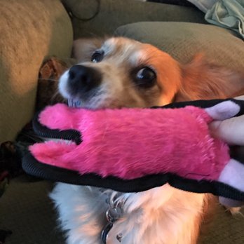Pet Pros - MINE! MINE! MINE! - Pet Stores Near Me - Seattle, Washington Pet Pros - MINE! MINE! MINE! - Pet Stores Near Me - Seattle, Washington