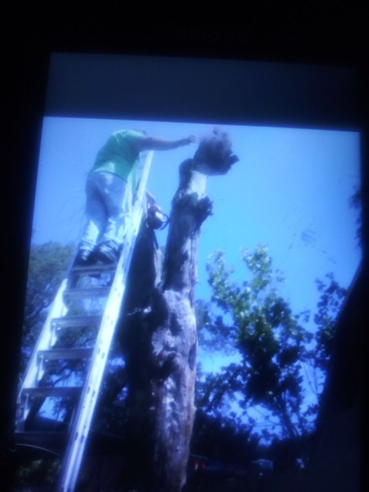 BRANCH OFF TREE SERVICE Updated August 2024 St. Petersburg, Florida