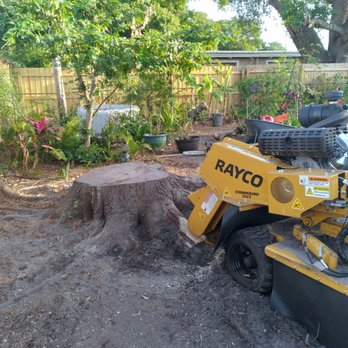 Tree and Palm Service - Stump Grinding , Stumpe Grinder , Stump Removal. This is stump is in Tampa Florida - Tree Services Near Me - Clearwater, Florida Tree and Palm Service - Stump Grinding , Stumpe Grinder , Stump Removal. This is stump is in Tampa Florida - Tree Services Near Me - Clearwater, Florida