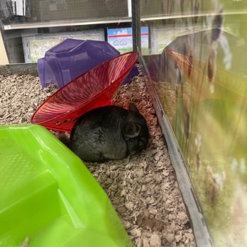 Petco - Sleeping beauty - Pet Stores Near Me - La Mesa, California Petco - Sleeping beauty - Pet Stores Near Me - La Mesa, California