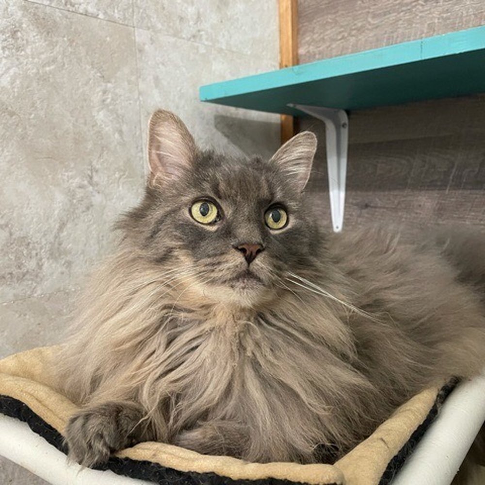 Camp Whiskers - She sends you pictures of your kitty with an update! - Pet Sitting Near Me Camp Whiskers - She sends you pictures of your kitty with an update! - Pet Sitting Near Me