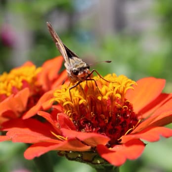 Sleepy Hole Park - Ocola Skipper Butterfly - Parks Near Me - Suffolk, Virginia Sleepy Hole Park - Ocola Skipper Butterfly - Parks Near Me - Suffolk, Virginia