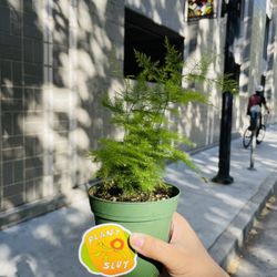 Plant Slut - Asparagus Plumosa ($9.30)