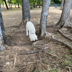 Freedom Dog Park