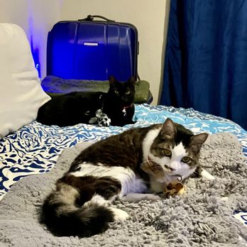 PetSmart - Whisker City feathered jungle cat toys. 2 happy kitties. - Pet Training Near Me - Brandon, Florida PetSmart - Whisker City feathered jungle cat toys. 2 happy kitties. - Pet Training Near Me - Brandon, Florida