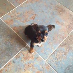 Texas Designer Puppies - Mudbug at 8 weeks. 1 lb. 9 oz!