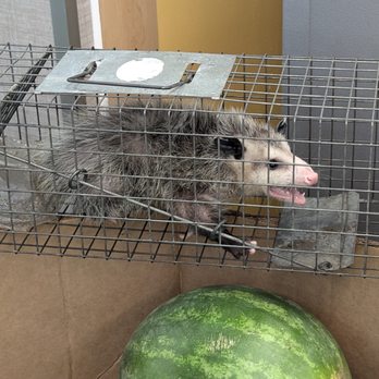 Hall's Wildlife Control - Opossum in Walmart - Wildlife Control Near Me - Suffolk, Virginia Hall's Wildlife Control - Opossum in Walmart - Wildlife Control Near Me - Suffolk, Virginia