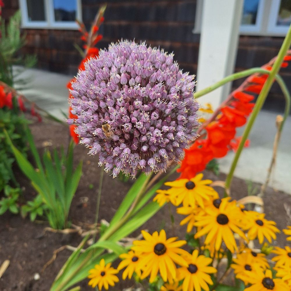 The Cove Restaurant - Flowers out front - New American Near Me - Long Beach, Washington The Cove Restaurant - Flowers out front - New American Near Me - Long Beach, Washington