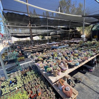 Shiyi Succulent Garden - Nurseries & Gardening Near Me - Chino, California