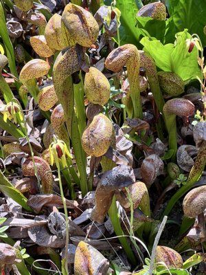 Darlingtonia State Natural Site by null