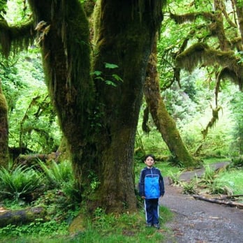 Hoh Rainforest - Hiking Near Me - Forks, Washington Hoh Rainforest - Hiking Near Me - Forks, Washington