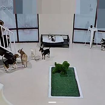Pawsh Palace - Making friends at Pawsh Palace - Pet Boarding Near Me - Las Vegas, Nevada
