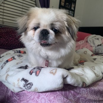 Dogs Without Borders - Community Service/Non-Profit Near Me