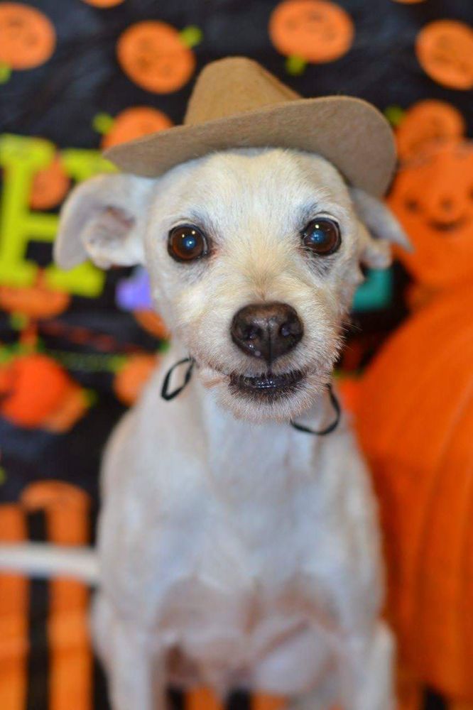 BED & BISCUIT DOGGIE DAYCARE & BOARDING Updated October 2024 4302