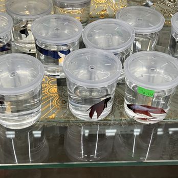 99 Cents Plus - Bettas - Discount Store Near Me - Long Beach, California 99 Cents Plus - Bettas - Discount Store Near Me - Long Beach, California