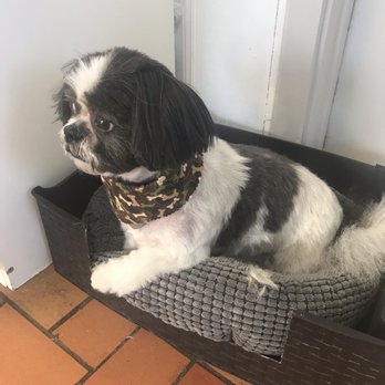Sue's Canine Designs - Pet Groomers Near Me - Chilliwack, British Columbia