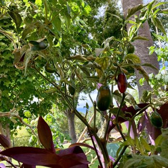 Thai Paradise - Pepper plants on the patio - Thai Near Me - Folsom, California Thai Paradise - Pepper plants on the patio - Thai Near Me - Folsom, California