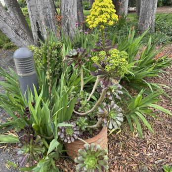 Shrine Coffee - Garden - Coffee & Tea Near Me - Santa Cruz, California