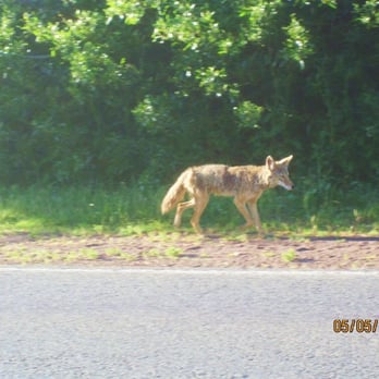 Marin Headlands - coyote! - Parks Near Me - Sausalito, California