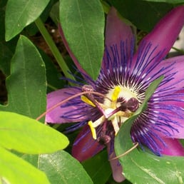 Close up of a passion vine I took Close up of a passion vine I took
