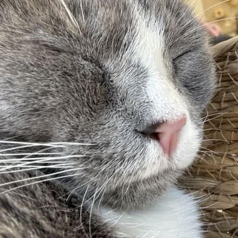 Cups & Cats - Cafes Near Me - Charleston, West Virginia