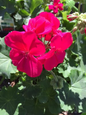 Farmers market in Kirkwood by null