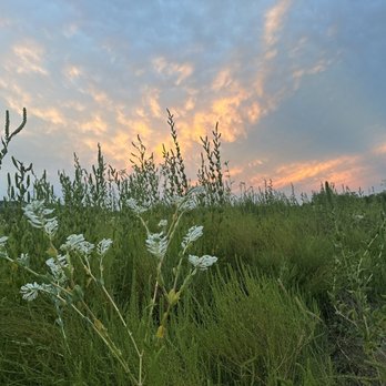 Lakeline Park - Wildflowers - Parks Near Me - Cedar Park, Texas
