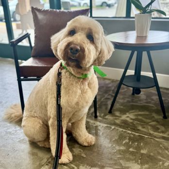 Ironmaya Pet Grooming - Grooming done by Isaac! He did a great job creating the teddy bear face on Maui! I highly recommend him! - Pet Groomers Near Me - San Dimas, California