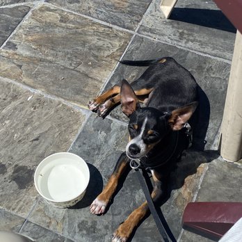 Schooner or Later - Water for my dog - Sandwiches Near Me - Long Beach, California Schooner or Later - Water for my dog - Sandwiches Near Me - Long Beach, California