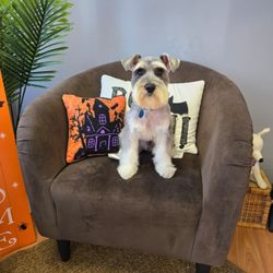 Max’s Happy Paws Grooming
