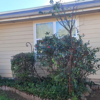 Amariyahs Illustrious Lawncare - Back - Lawn Services Near Me - Seguin, Texas