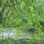 Photo of Cook Natural Area