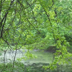 Cook Natural Area