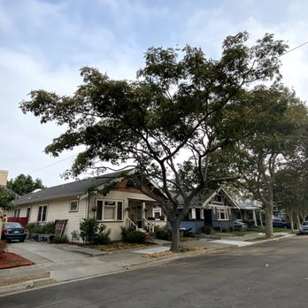 Bellizzi Tree Service - In front of the house is cleaner than than the rest of the street! - Tree Services Near Me