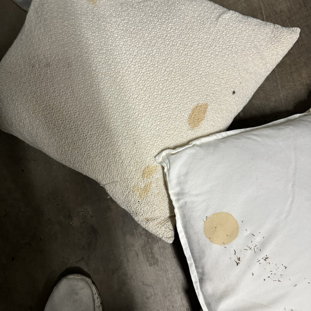CubeSmart Self Storage - Rat Pee stained pillows - Self Storage Near Me - Dania Beach, Florida CubeSmart Self Storage - Rat Pee stained pillows - Self Storage Near Me - Dania Beach, Florida