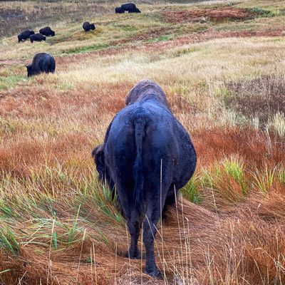 Hayden Valley by null