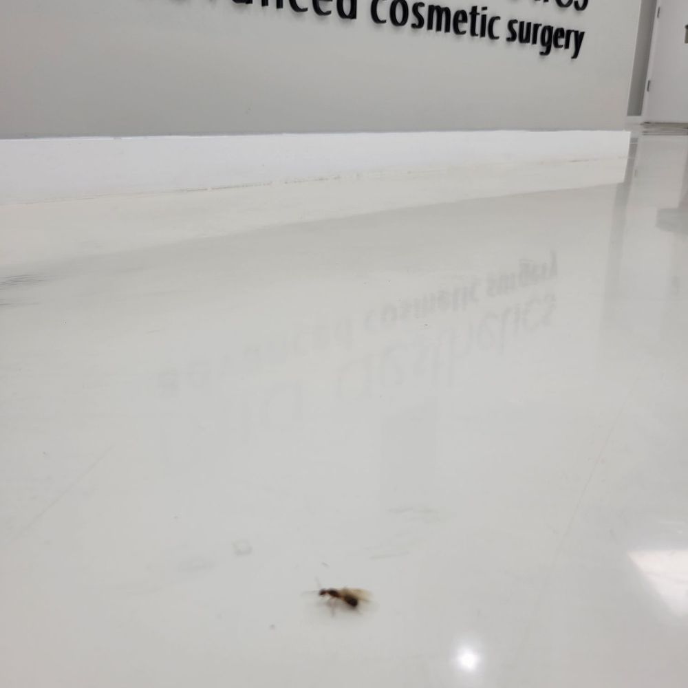 Bugs in the lobby Bugs in the lobby
