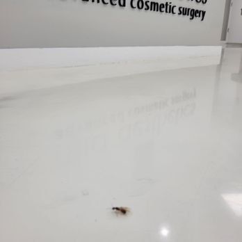 Mia Aesthetics - Bugs in the lobby - Plastic Surgeons Near Me - Miami, Florida Mia Aesthetics - Bugs in the lobby - Plastic Surgeons Near Me - Miami, Florida
