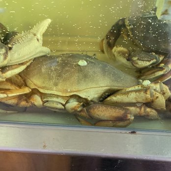 Hurricane Ron’s - Crab aquarium - Seafood Near Me - Astoria, Oregon Hurricane Ron’s - Crab aquarium - Seafood Near Me - Astoria, Oregon