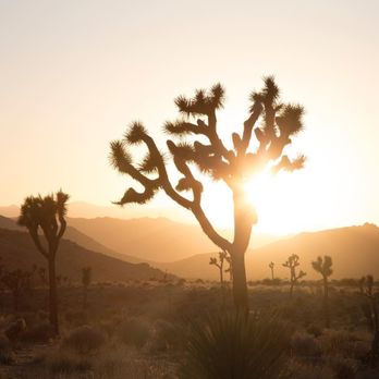 Danielle Lewis - Joshua Tree view and scenery - Hypnosis/Hypnotherapy Near Me - Denver, Colorado