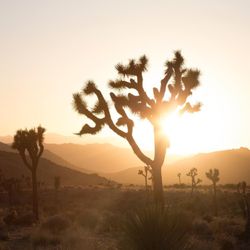 Danielle Lewis - Joshua Tree view and scenery