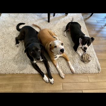 Everyday Pack Leader - The pack Xavier helped create. - Pet Training Near Me Everyday Pack Leader - The pack Xavier helped create. - Pet Training Near Me