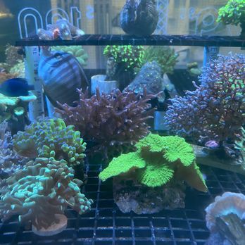 Splash Aquarium - $59.99 tank! A pink Bird's Nest the size of a softball for $60?! SOLD...to me! - Local Fish Stores Near Me - Sacramento, California Splash Aquarium - $59.99 tank! A pink Bird's Nest the size of a softball for $60?! SOLD...to me! - Local Fish Stores Near Me - Sacramento, California