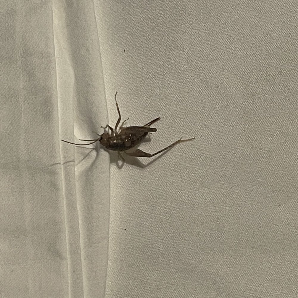 Arrowhead Tree Top Lodge - Insect found when we woke up in bed - Hotels Near Me - Lake Arrowhead, California