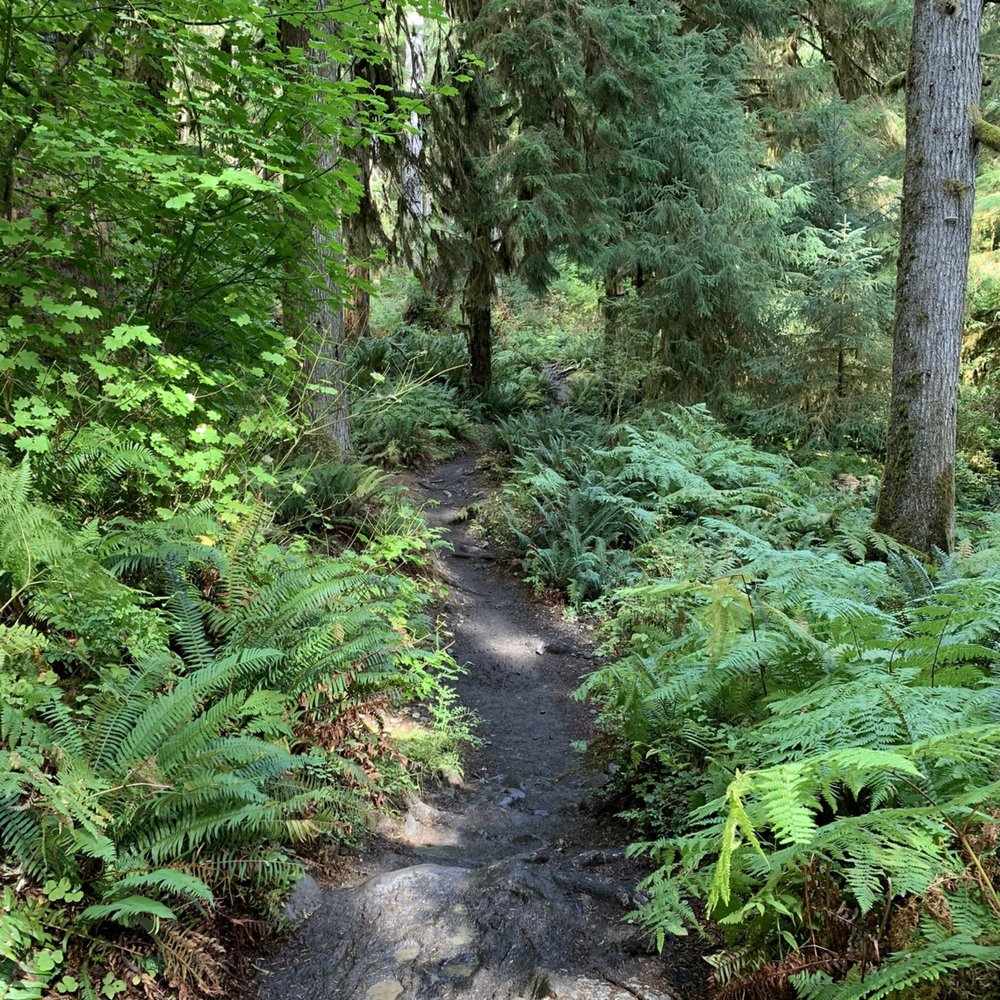 Kala Point Village - Hoh Rain forest - Resorts Near Me - Port Townsend, Washington Kala Point Village - Hoh Rain forest - Resorts Near Me - Port Townsend, Washington